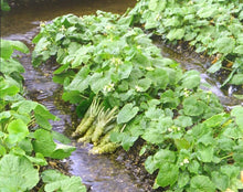 画像をギャラリービューアに読み込む, ainoMAMA 生おろしわさびチューブ 40g